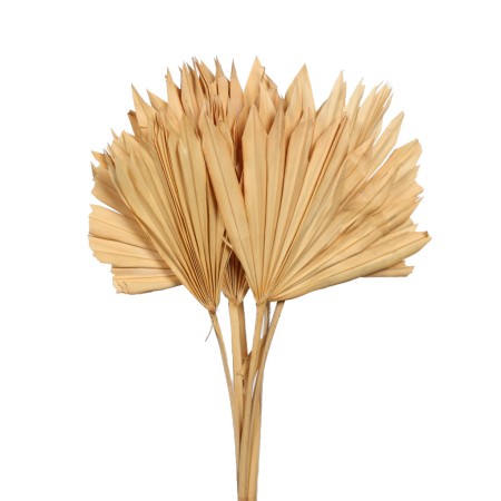 PALM SUN SPEAR X6  45CM
