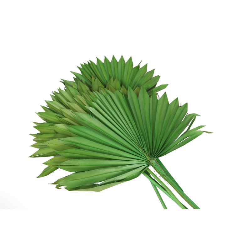 PALM SUN SPEAR X6  45CM