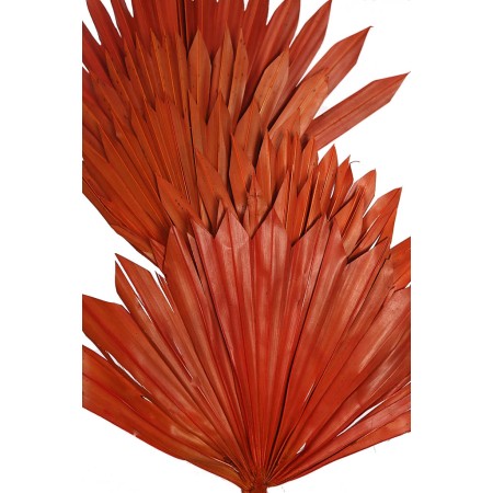 PALM SUN SPEAR X6  45CM