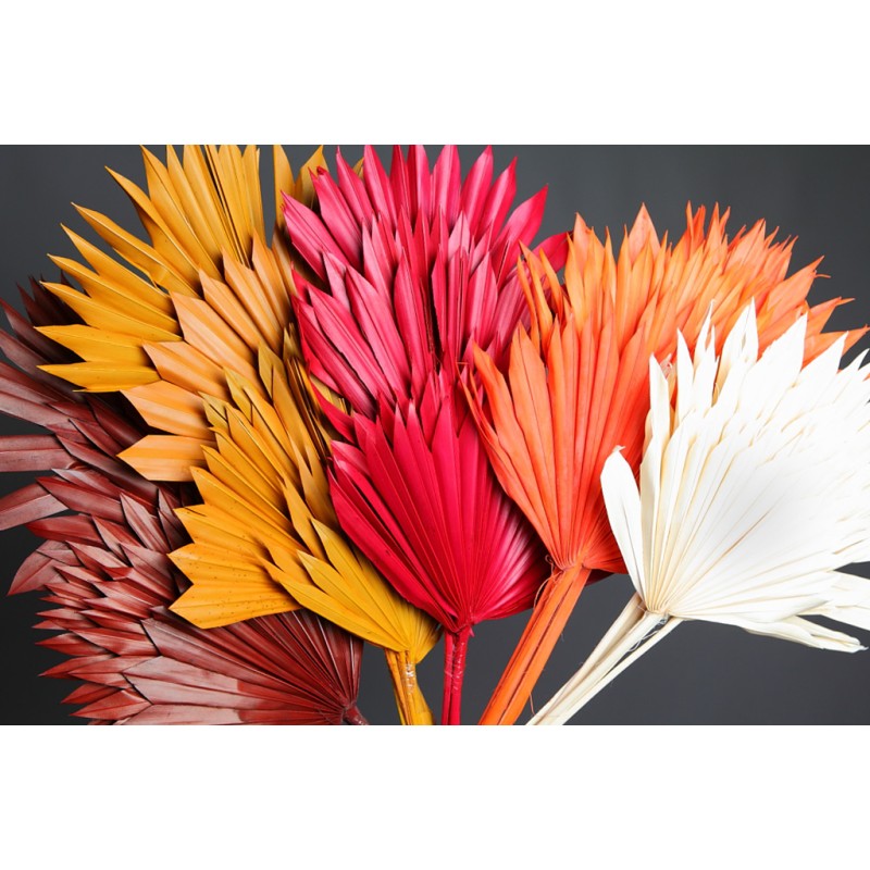 PALM SUN SPEAR X6  45CM