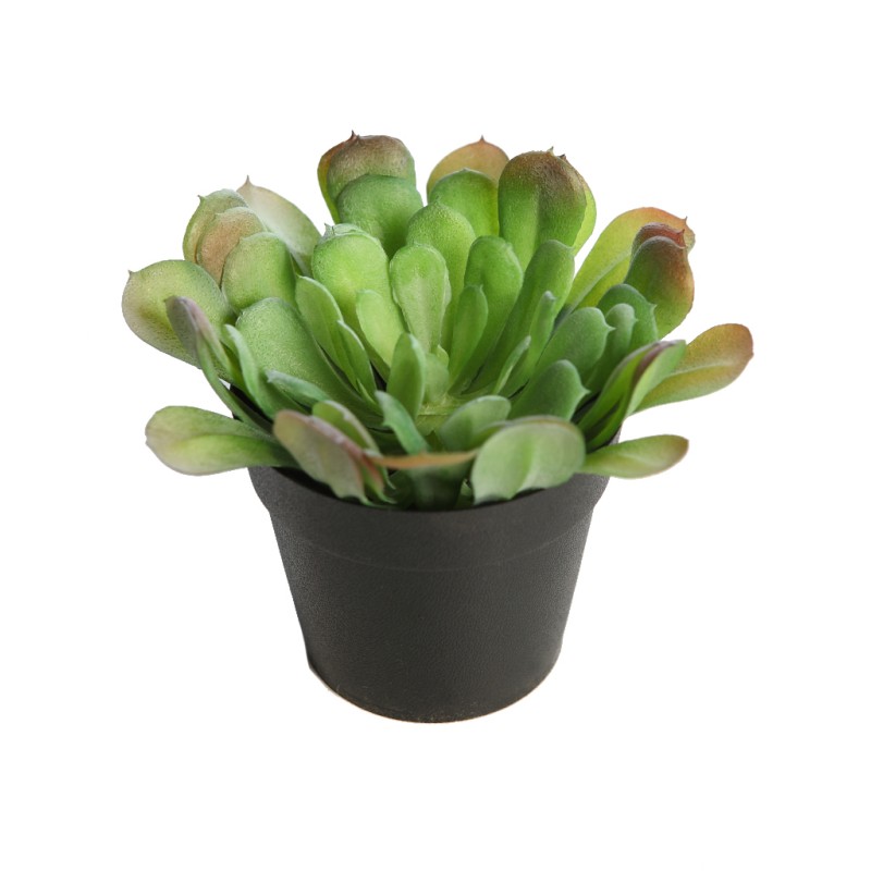 PLANTA CACTUS CON MACETA18CM