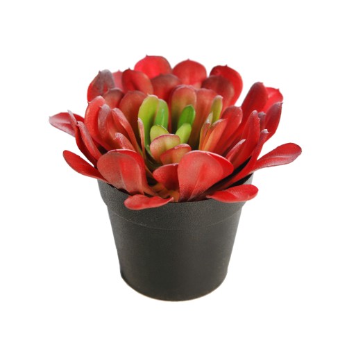 PLANTA CACTUS 18CM 2