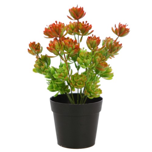 PLANTA CRASA EN MACETA 25CM