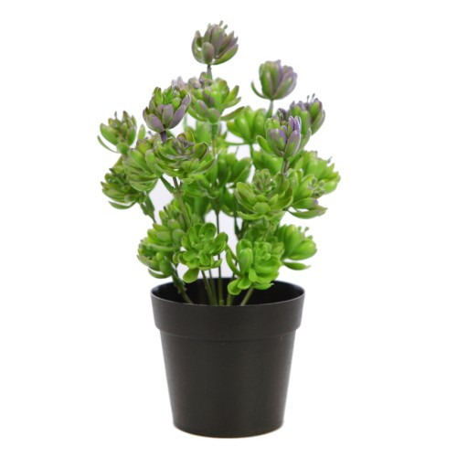 PLANTA CRASA EN MACETA 25CM 2