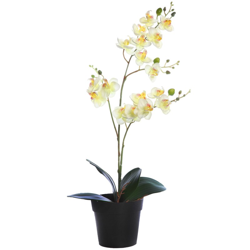 PLANTA ORQUIDEA 50CM EN MACETA