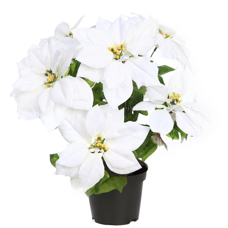 POINSETTIA PASCUERO CON MACETA X9 ,42 CM