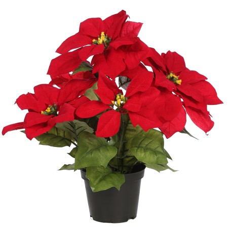 POINSETTIA PASCUERO CON MACETA X9 ,42 CM