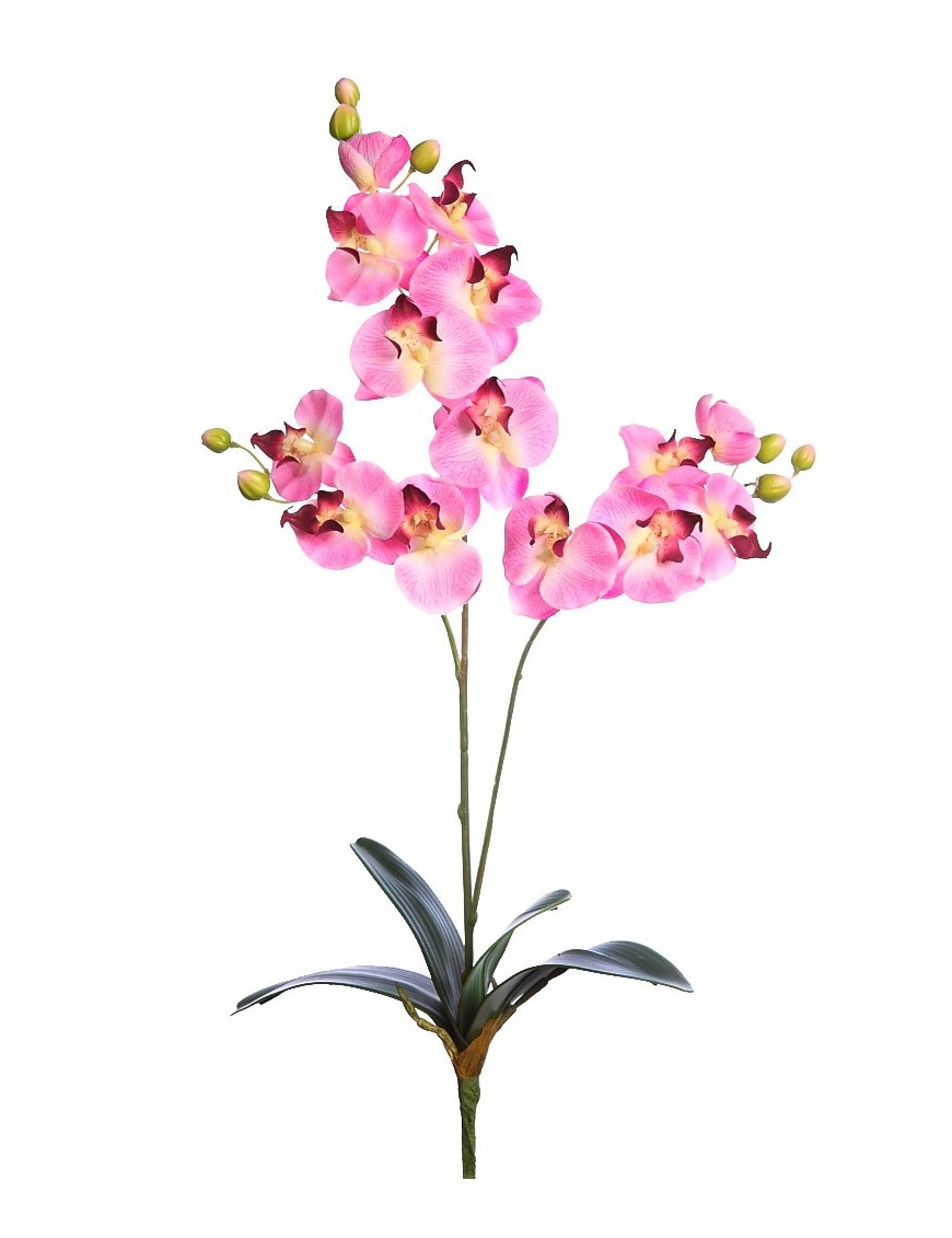 ORQUIDEA FALENOSIS, 56 CM