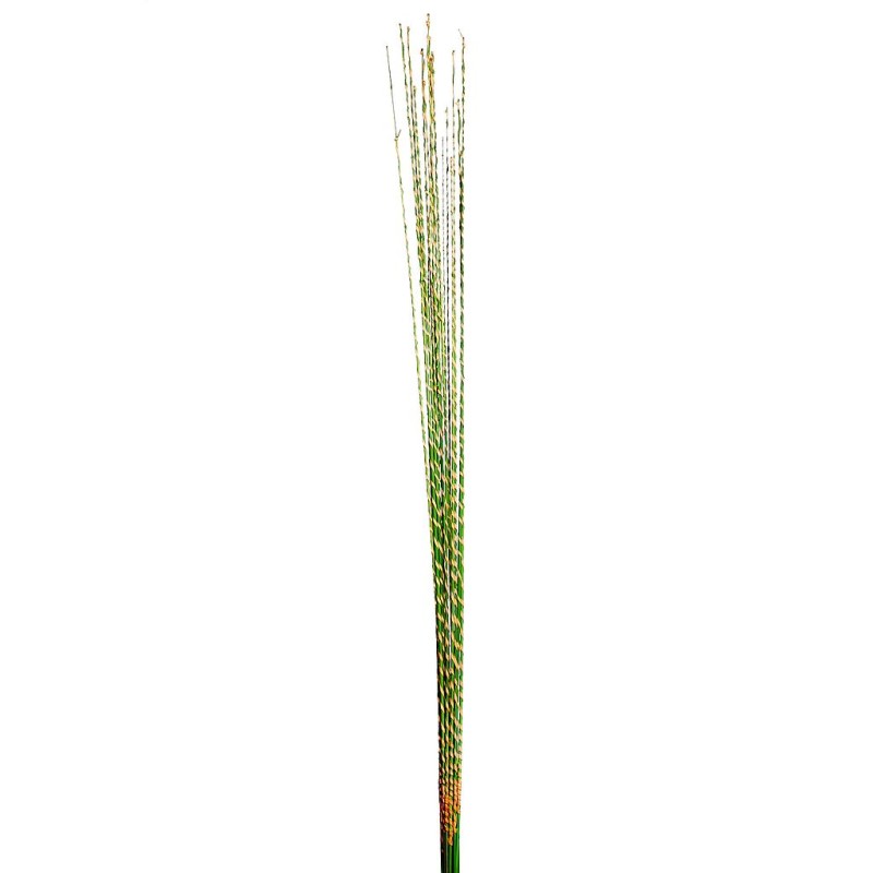 STICK GOLDEN RAFFIA SPIRAL X20 100CM