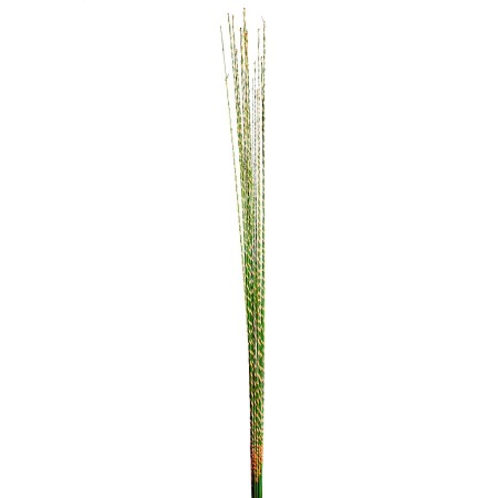 STICK GOLDEN RAFFIA SPIRAL X20 100CM
