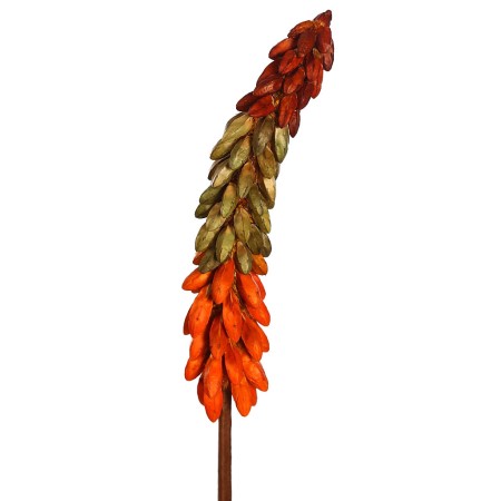 VARA EXOTICA SECO 75CM