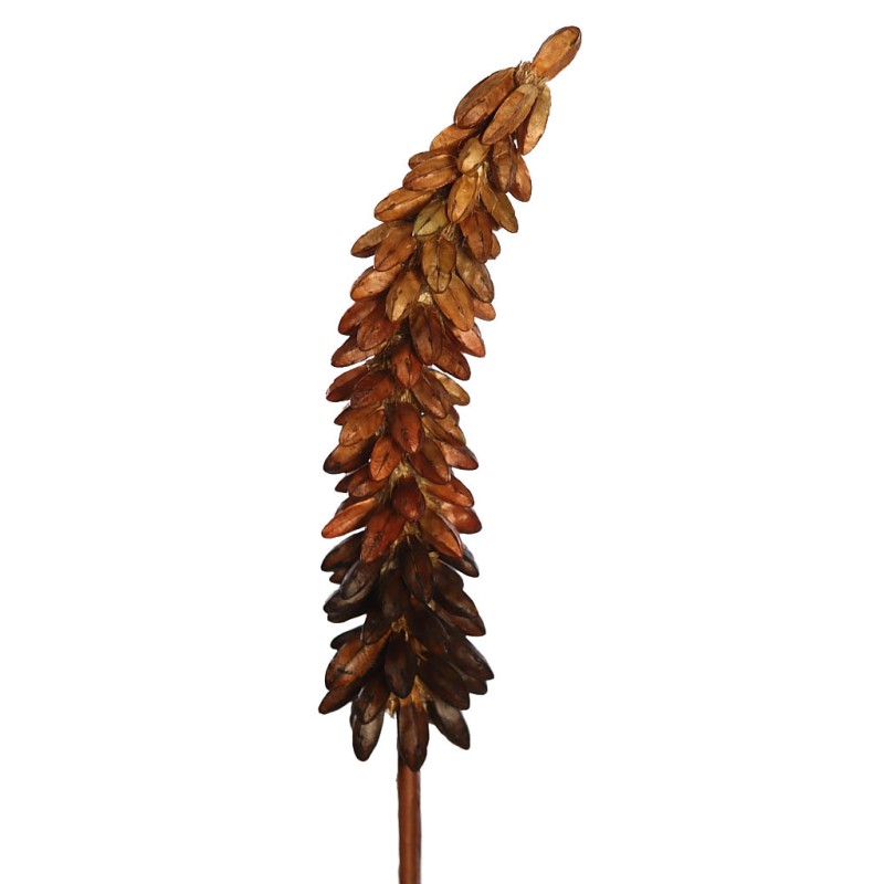 VARA EXOTICA SECO 75CM