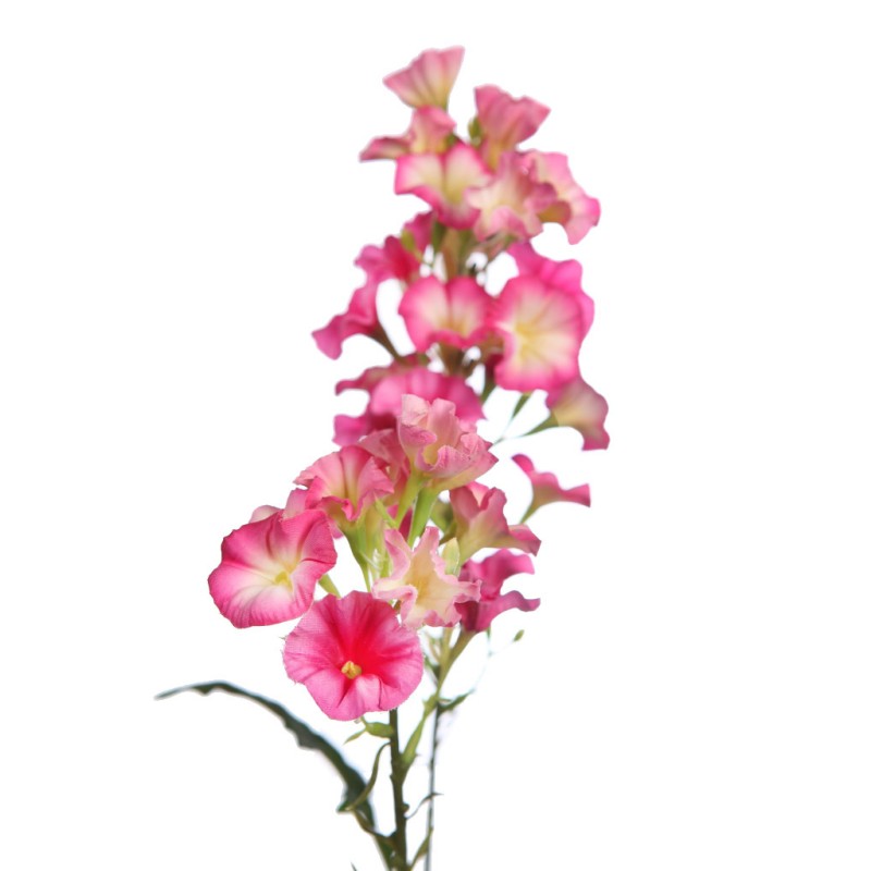 VARA FLOR BELLA DE DIA 76CM