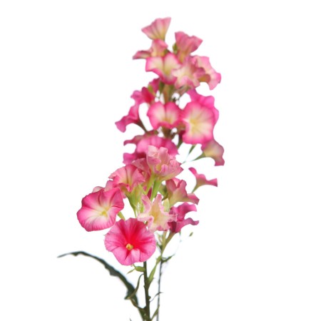 VARA FLOR BELLA DE DIA 76CM