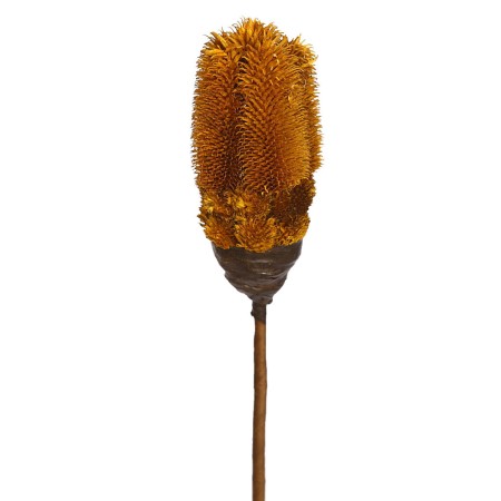 VARA SECO MORMOR 70CM