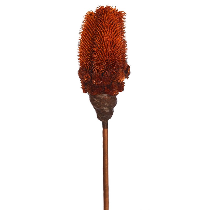VARA SECO MORMOR 70CM