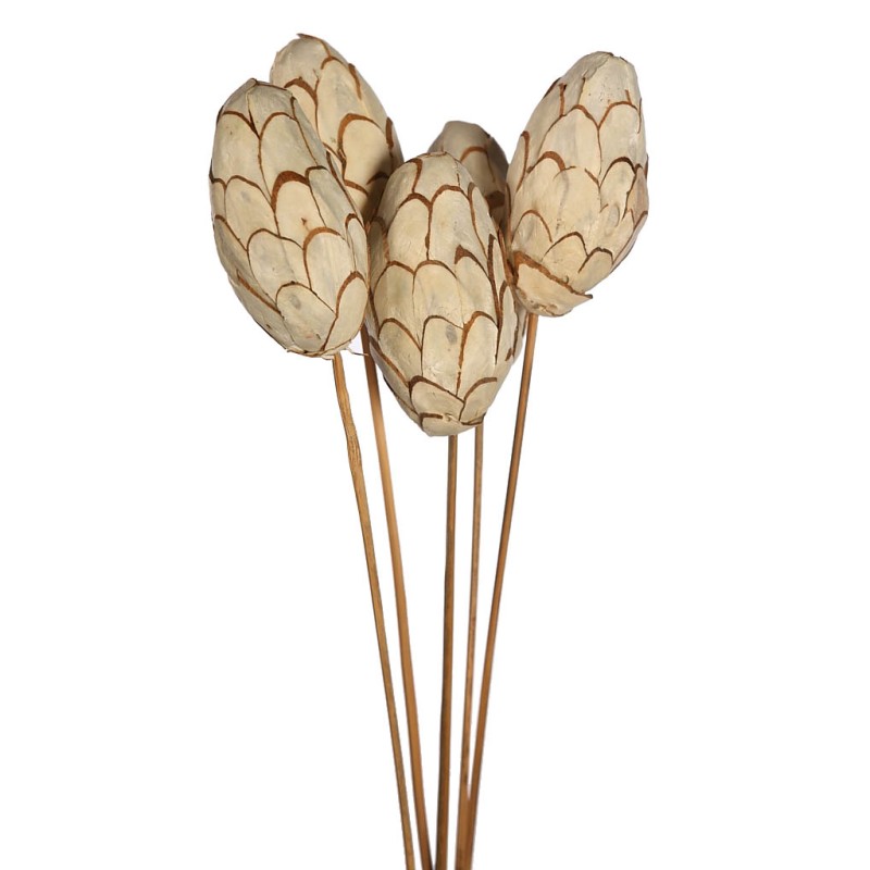 SOLA CHIP PINE LARGE X5 65CM