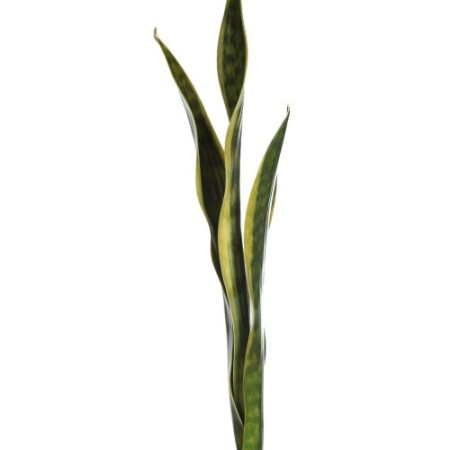 HOJAS SANSEVIERIA ARTIFICIAL 65CM
