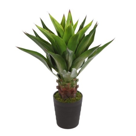 AGAVE EN MACETA 100CM