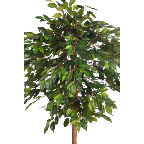 ARBOL COPA FICUS CON MACETA 190CM 2