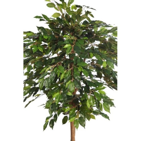 ARBOL COPA FICUS CON MACETA 190CM