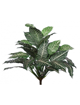 PLANTA APHELANDRA 60CM