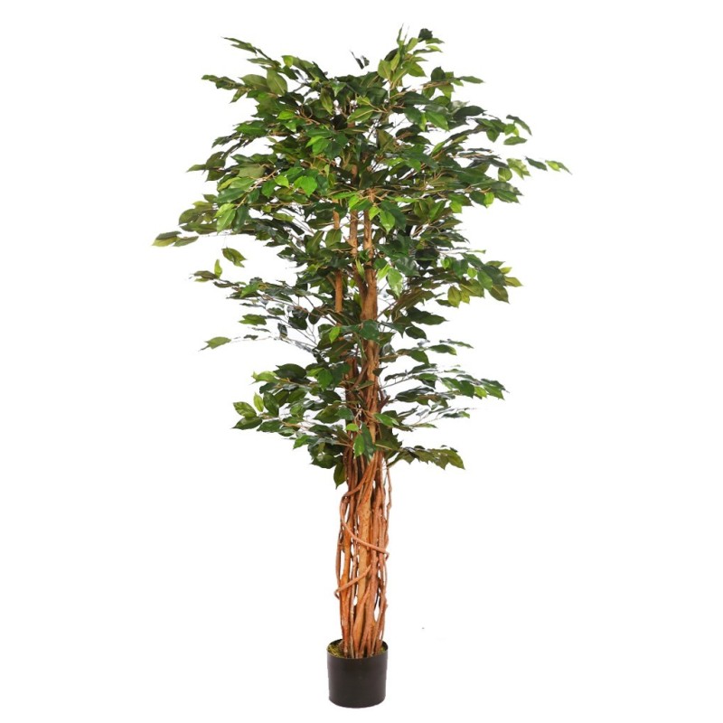 ARBOL FICUS CON MACETA 190CM