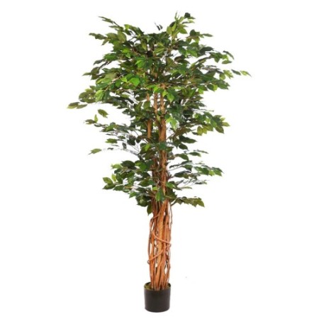 ARBOL FICUS CON MACETA 190CM