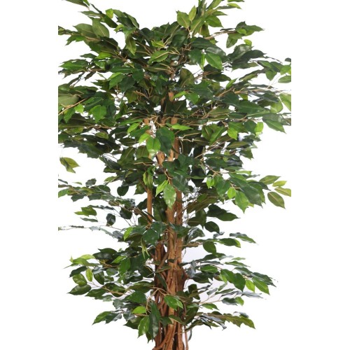 ARBOL FICUS CON MACETA 190CM 2