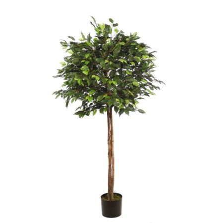 ARBOL FICUS COPA ANCHA CON MACETA 160CM