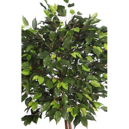 ARBOL FICUS COPA ANCHA CON MACETA 160CM 2