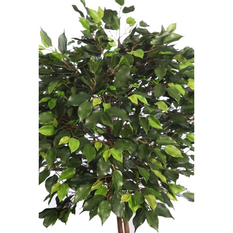 ARBOL FICUS COPA ANCHA CON MACETA 160CM