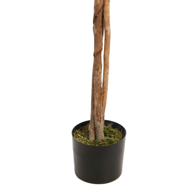 ARBOL FICUS COPA ANCHA CON MACETA 160CM