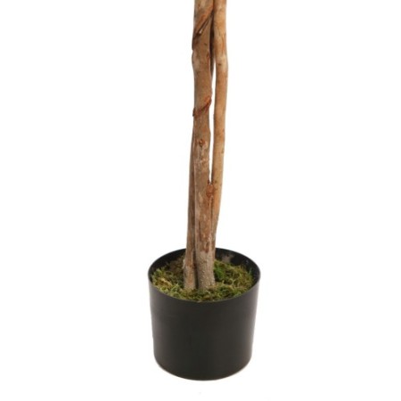 ARBOL FICUS COPA ANCHA CON MACETA 160CM