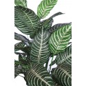PLANTA APHELANDRA 60CM