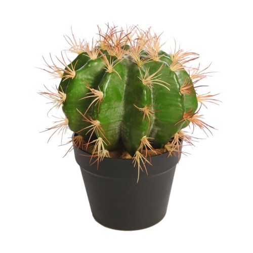 CACTUS BARRIL EN MACETA 30CM