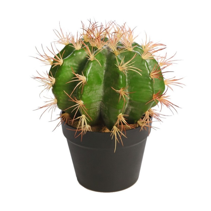CACTUS BARRIL EN MACETA 30CM