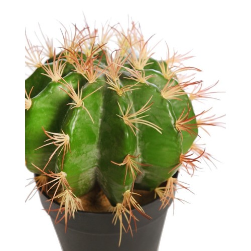 CACTUS BARRIL EN MACETA 30CM 2