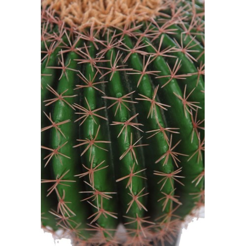 CACTUS BARRIL EN MACETA 50CM 2