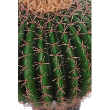CACTUS BARRIL EN MACETA 50CM
