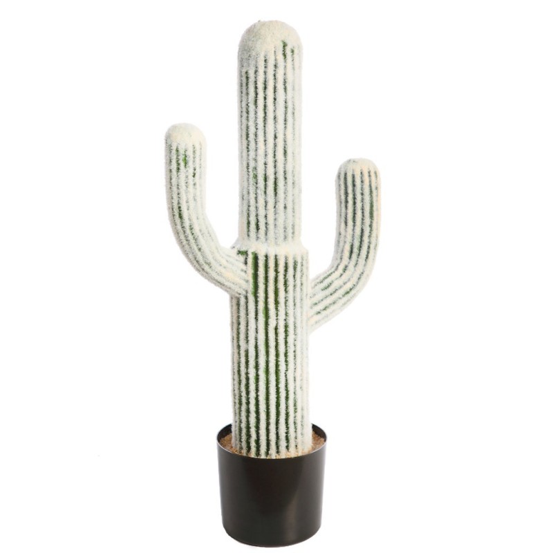 CACTUS CEPHALOCEREUS 75CM