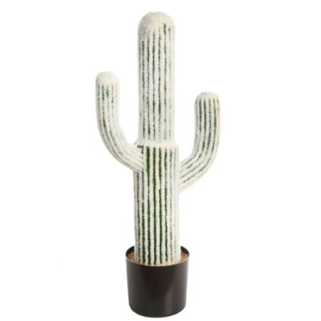 CACTUS CEPHALOCEREUS 75CM