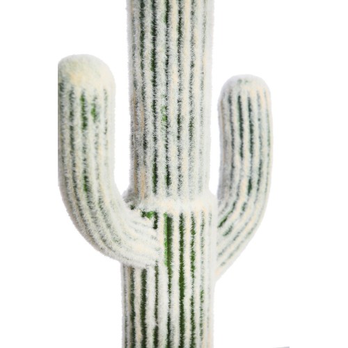 CACTUS CEPHALOCEREUS 75CM 2
