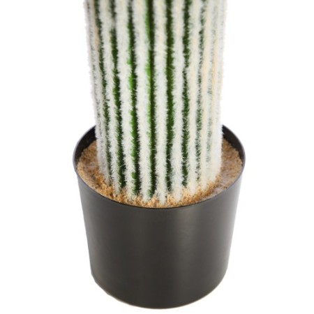 CACTUS CEPHALOCEREUS 75CM