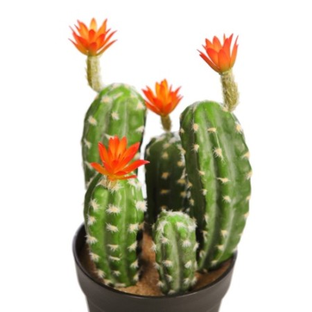 CACTUS SAGUARO CON FLOR EN MACETA 35CM