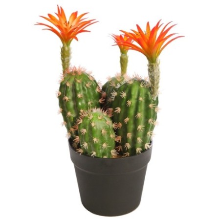 CACTUS SAGUARO CON FLOR EN MACETA 37CM