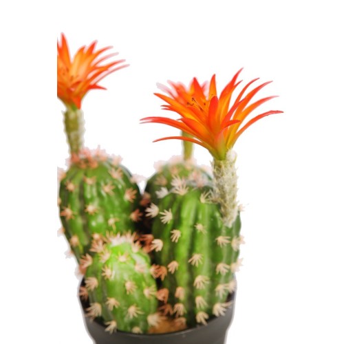 CACTUS SAGUARO CON FLOR EN MACETA 37CM 2