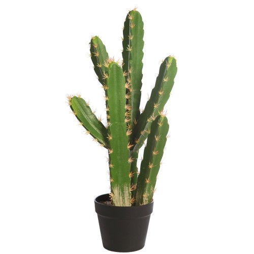 CACTUS SAN PEDRO EN MACETA 68CM