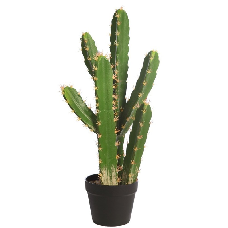 CACTUS SAN PEDRO EN MACETA 68CM