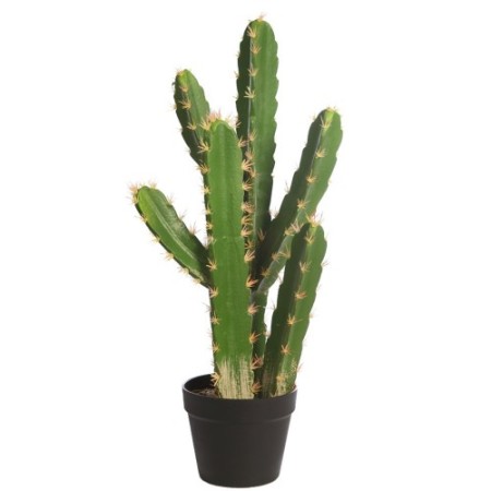CACTUS SAN PEDRO EN MACETA 68CM